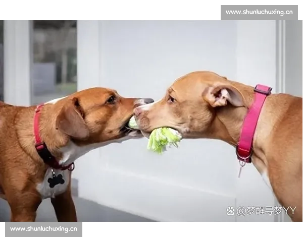 精彩狗狗技能大比拼上演萌宠赛场欢乐与感动温馨互动精彩瞬间集锦